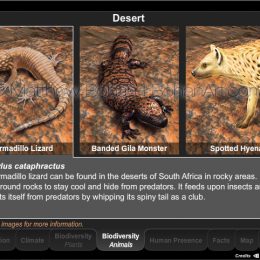Desert Animal Biodiversity Interactive Module (Eon Vue, Photoshop, Flash)