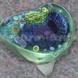 Eukaryotic Cell (Lightwave 3d and Photoshop)