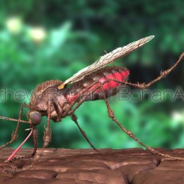 Mosquito (Lightwave 3D)