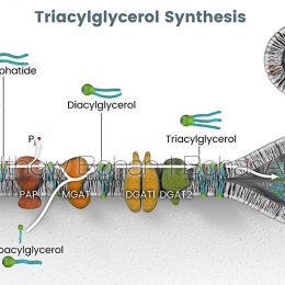 Triacylglycerol Synthesis (Photoshop and Lightwave 3D)