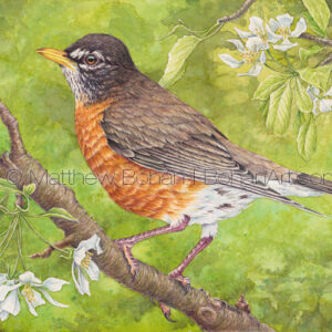 American Robin on Crabapple Tree (10×7-inch Transparent Watercolor)