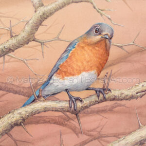 Female Eastern Bluebird on Hawthorn (7×10-inch transparent watercolor on Arches 140lb HP paper)