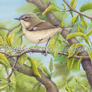 Female Black-throated Blue Warbler Transparent Watercolor (7×10 inches on Arches 140lb HP Paper)