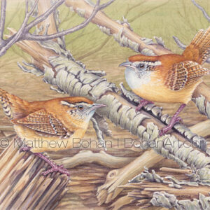 Carolina Wrens (7×10-inch Transparent Watercolor on Arches 140lb HP Paper)