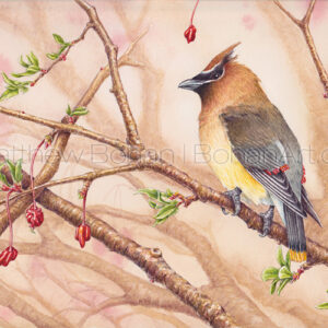 Cedar Waxwing (7×10-inch Transparent Watercolor on 140lb Arches HP Paper)