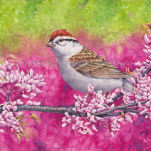 Chipping Sparrow 7×10-inch Transparent Watercolor