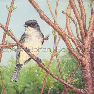 Eastern Phoebe on Staghorn Sumac (Transparent Watercolor and Ink 7×10 inches)