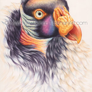 King Vulture (7×10-inch transparent Watercolor on Arches 140lb HP Paper)