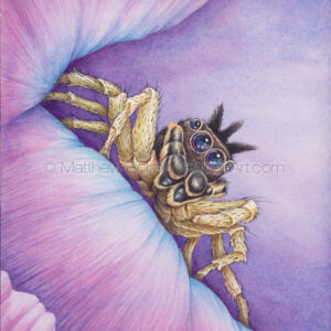 Male Dark Phase Dimorphic Jumping Spider (7×10-inch Transparent Watercolor on W&N 140Lb HP Paper)
