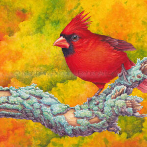 Northern Cardinal 7×10 inch Transparent Watercolor on Arches 140lb HP paper
