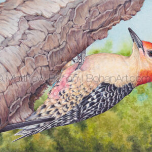 Red-bellied Woodpecker 7×10-inch Transparent Watercolor
