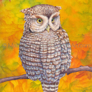 Eastern Screech Owl (7 x 10-in Transparent Watercolor on Arches 140lb HP Paper)