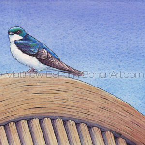 Tree Swallow (10×7-inch Transparent Watercolor on Arches 140lb HP paper)