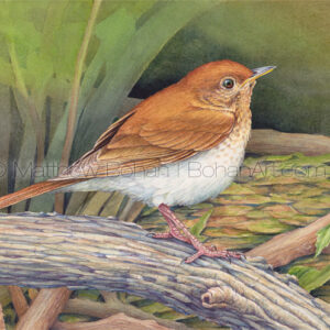 Veery (7×10 inch Transparent Watercolor on Arches 140lb HP paper)