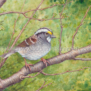 White-throated Sparrow (7×10-inch Transparent Watercolor)