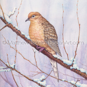 Mourning Dove (4×5-inch detail from 7×10-inch Transparent Watercolor Painting)