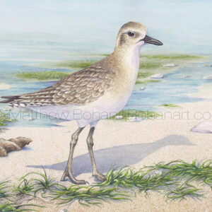 Winter Black-bellied Plover (7×10-inch Transparent Watercolor on Arches 140lb HP Paper)