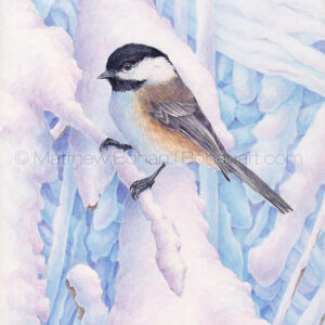Black-capped Chickadee in Snow (7×10-inch Transparent Watercolor on Arches 140lb HP paper)