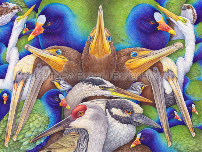 Birds of the Everglades (18×24-inch Transparent Watercolor on Arches 140LB HP Paper)