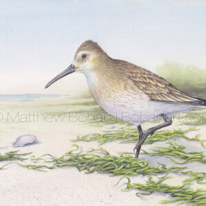 Winter Dunlin (7×10-inch Transparent Watercolor on Arches 140lb HP Paper)