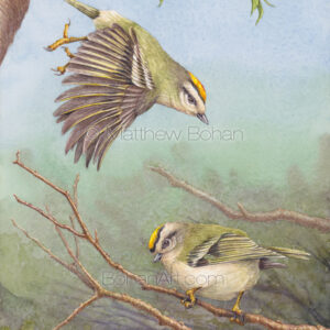 Golden-crowned Kinglets (7×10-inch Transparent Watercolor on Arches 140lb HP Paper)