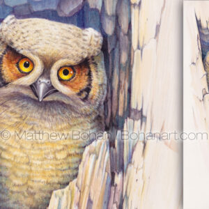 Great Horned Owlet (9x24 inch Transparent Watercolor)