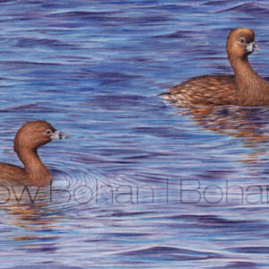 Pied-billed Grebes (9×24-inch Transparent Watercolor on Arches 140lb HP Paper)