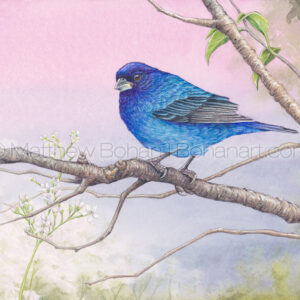 Indigo Bunting (10×7-inch Transparent Watercolor on Arches 140lb HP paper)