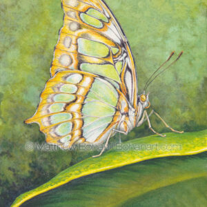 Malachite Butterfly (Transparent Watercolor on Arches 140lb HP Paper)