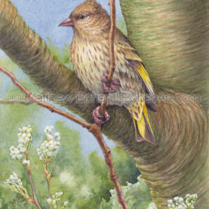 Pine Siskin (7×10-inch Transparent Watercolor on Arches 140lb HP Paper)
