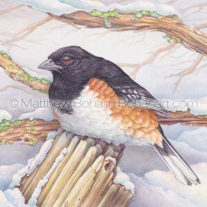 Early Eastern Towhee (10 x 7-inch Transparent Watercolor on Arches 140lb HP paper)