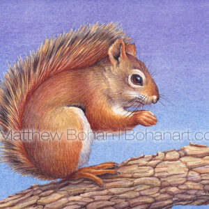 Red Squirrel (7×10 inch Transparent Watercolor on Arches 140lb HP Paper)