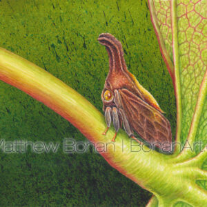 Redbud Treehopper (7×10-inch Transparent Watercolor on Arches 140lb HP paper)