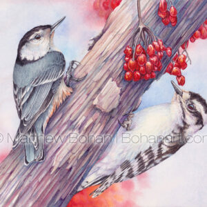 Shared Interests-Downy Woodpecker and White-breasted Nuthatch (7x10 inch Transparent Watercolor)