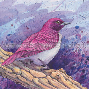 Violet-backed Starling (Plum-colored Starling ) 7×10 inch Transparent Watercolor and Ink