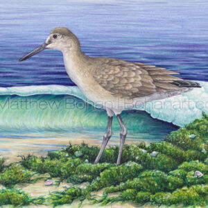 Winter Willet (7×10-inch Transparent Watercolor on Arches 140lb HP paper)