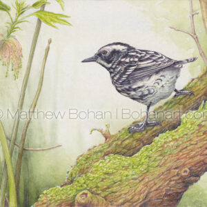 Black and White Warbler (10×7-inch transparent watercolor on Arches 140lb HP paper)