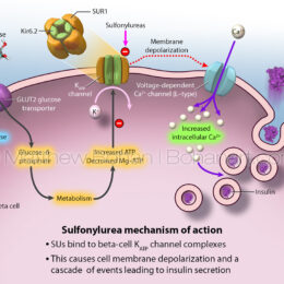 Mechanism Of Action Sulfonylurea