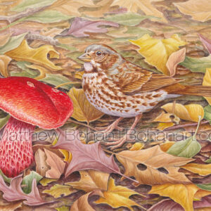 Fox Sparrow and Frost’s Bolete (10×7-inch Transparent Watercolor on Arches 140lb HP paper)