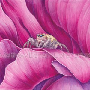 Jumping Spider on Peony (7×10 inch transparent Watercolor on Arches 140lb HP paper)
