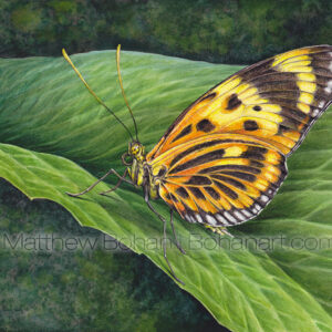 Numata Longwing Butterfly (10×7 inch transparent watercolor on Arches 140lb HP Paper)
