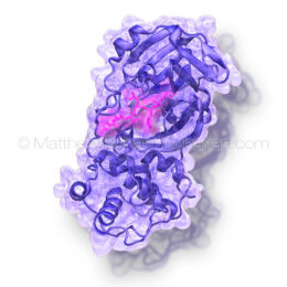 Coronavirus Covid-19 Protease in Complex with Inhibitor (Single subunit of Dimer pdb 6LU7)