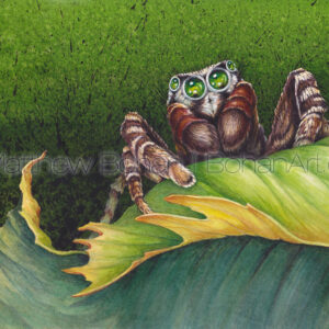 Reckless Jumping Spider (7×10 inch Transparent Watercolor on Arches 140lb HP paper)