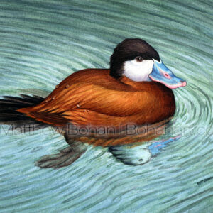 Ruddy Duck (10x14 inch Transparent Watercolor)