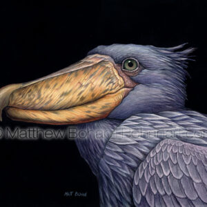 Shoe-Billed Stork (10x14 inch Transparent Watercolor) Private Collection