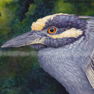 Yellow-crowned Night Heron (7 x 10-inch Transparent Watercolor on Arches 140lb HP paper)