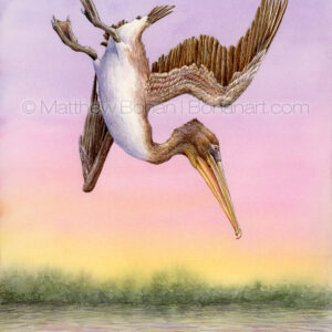 Diving Brown Pelican (7x10 inch Transparent Watercolor on Arches 140lb HP Paper) Original Available.