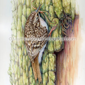 Brown Creeper Building Nest (7x10 inch Transparent Watercolor on Arches 140lb HP Paper) Original Available.
