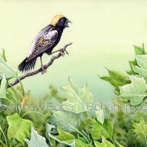 Bobolink on Tulip Poplar Sapling (7x10 inch Transparent Watercolor on Arches 140lb HP Paper) Original Available.