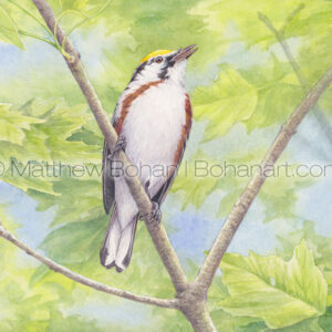 Chestnut-sided Warbler (Transparent Watercolor on Arches 140lb HP paper) Original Available.